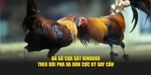 Khám Phá https//king88.nyc/ – Cổng Ngõ Vào Thế Giới Giải Trí